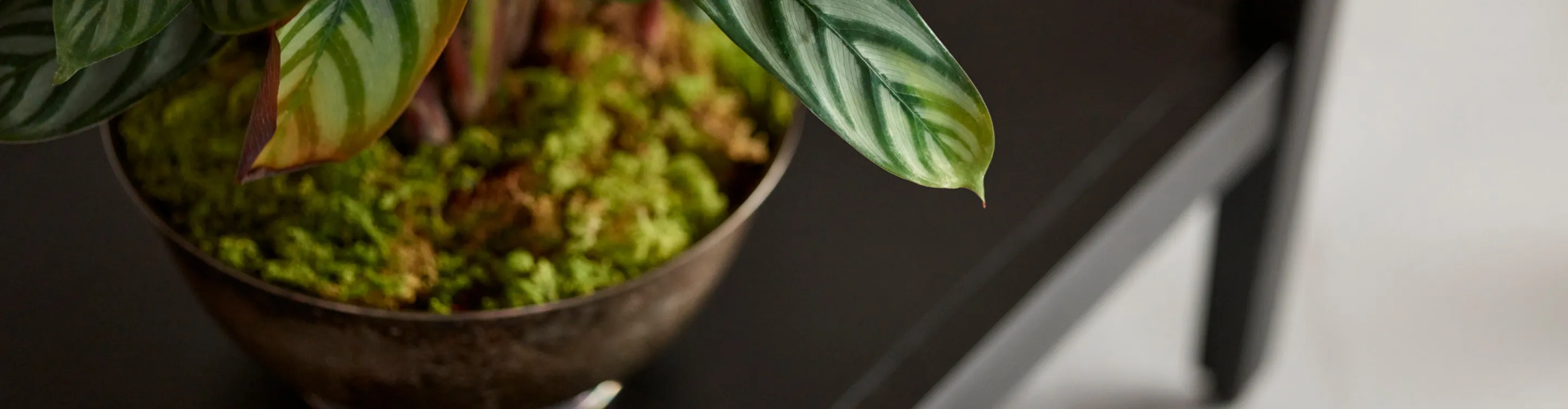 planter bowl on entry table over stone flooring